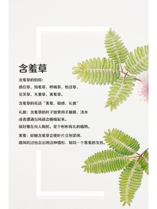 人妻少妇在线极品的相关介绍